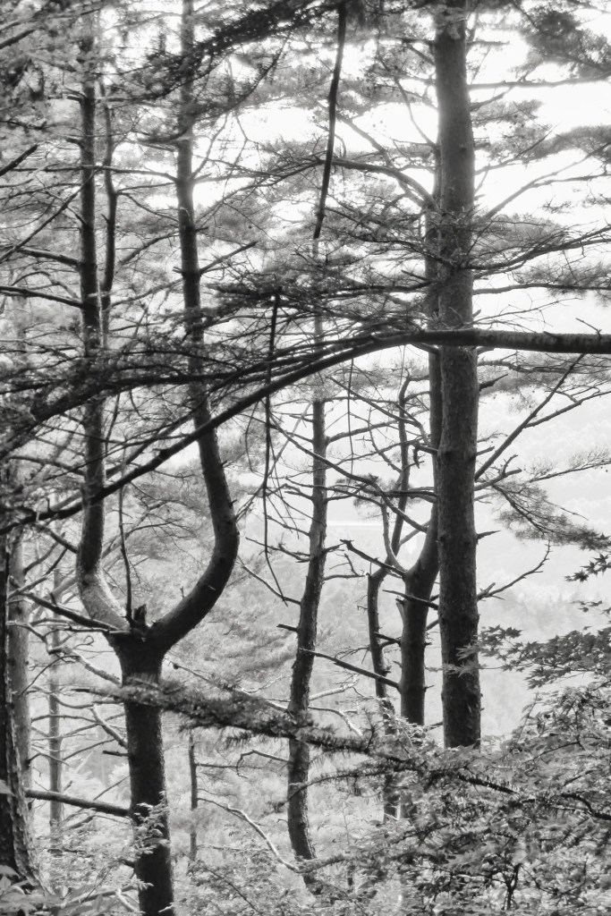 Syakushiyama © Jeanne Schmid 2016 la forêt entre onsen et sanctuaire