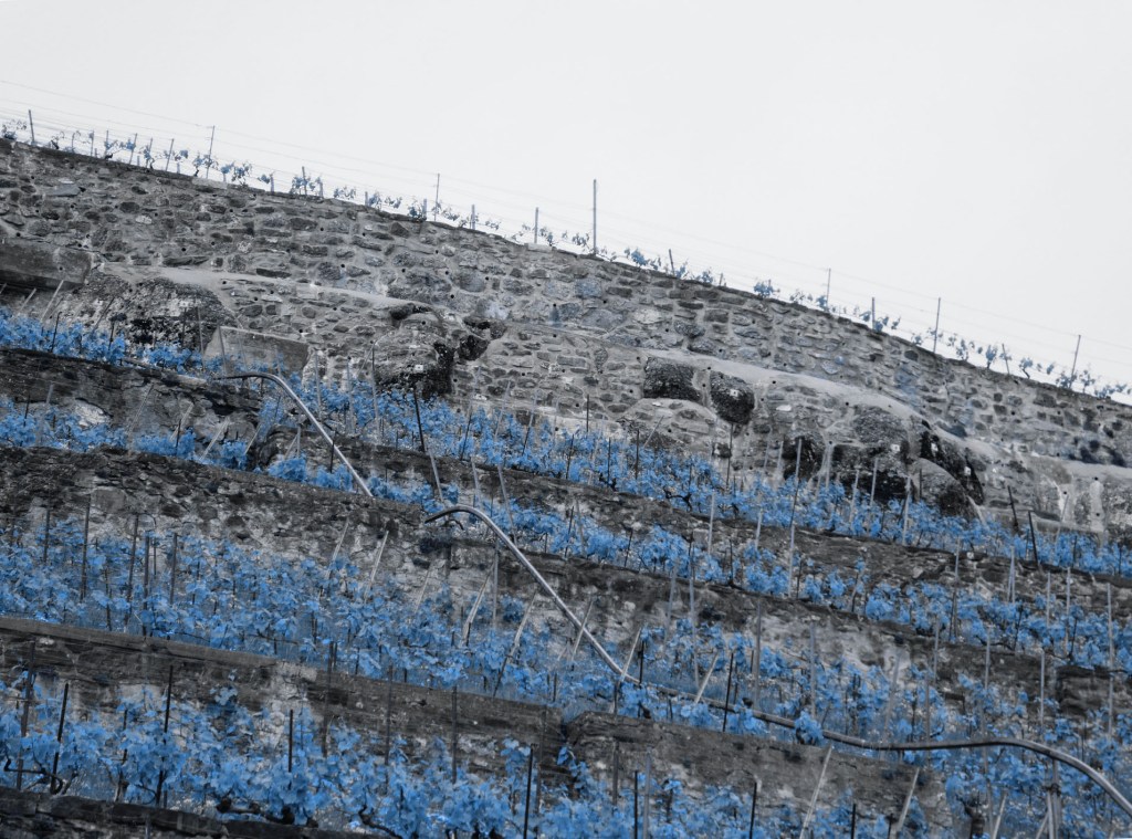 vignoble du Lavaux