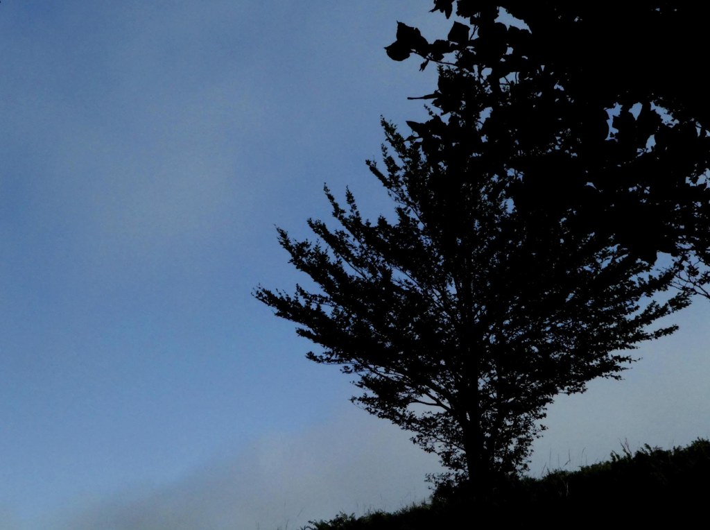 un arbre contre plongée en contre jour