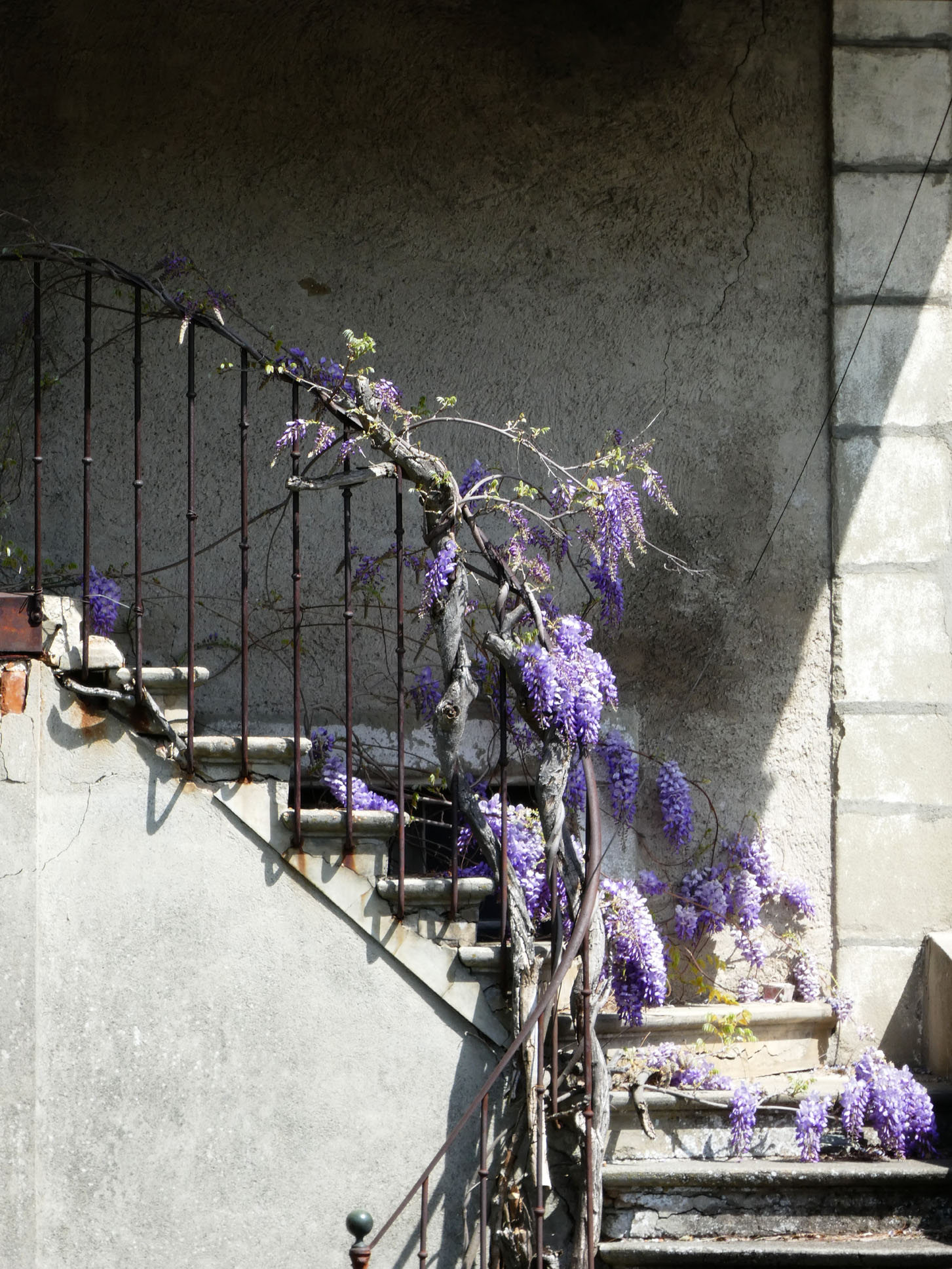 les glycines dans l'escalier