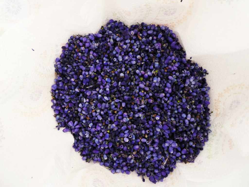 fleurs de muscari