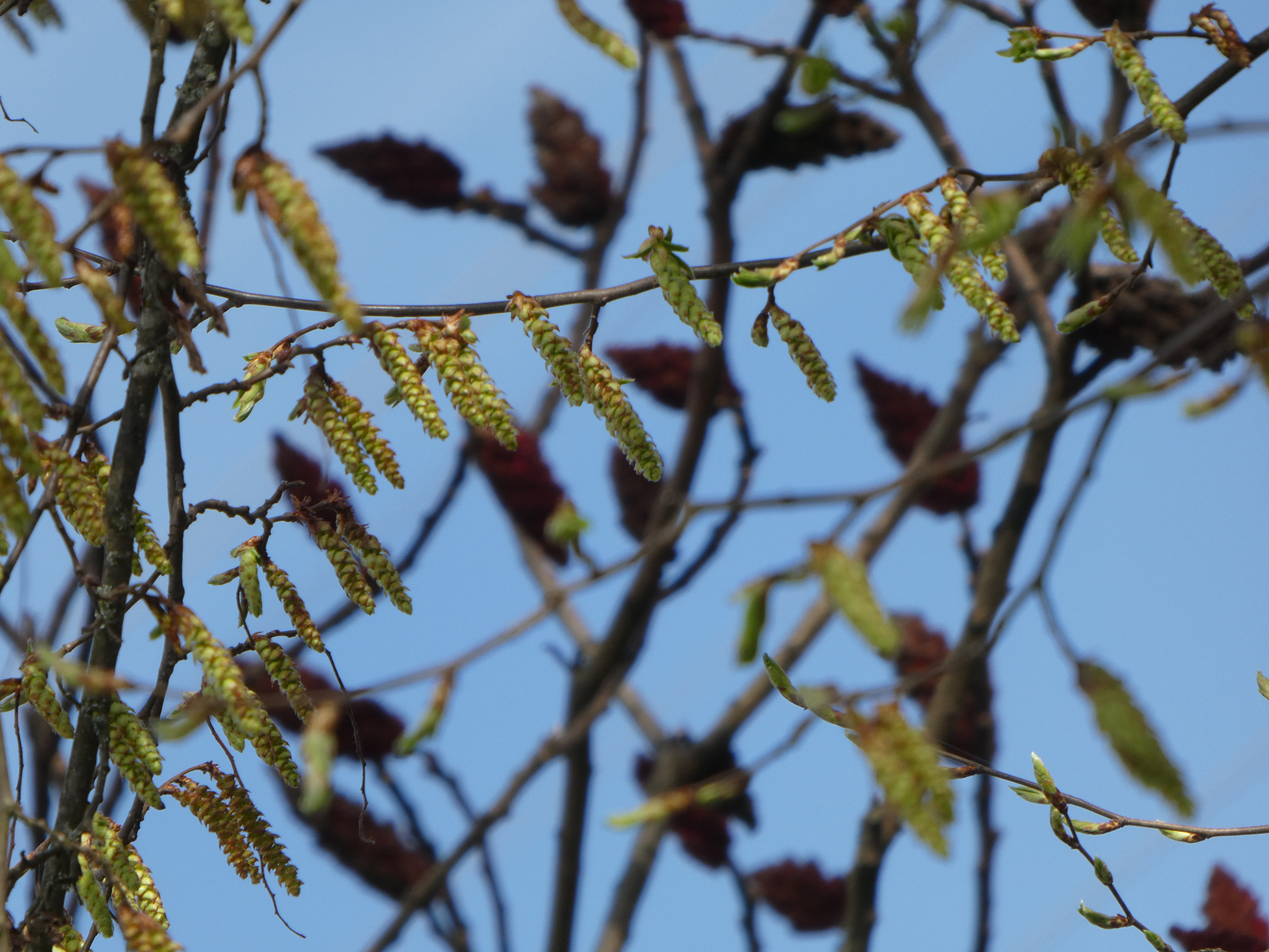 deux arbres en avril