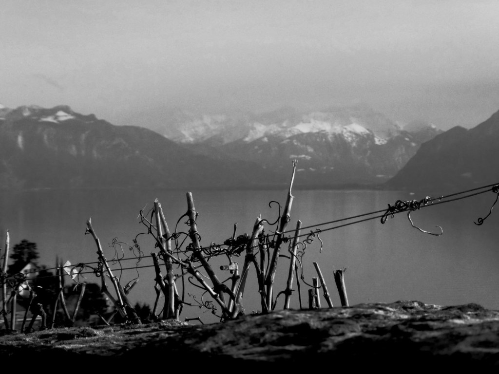 vue sur le Léman N/B