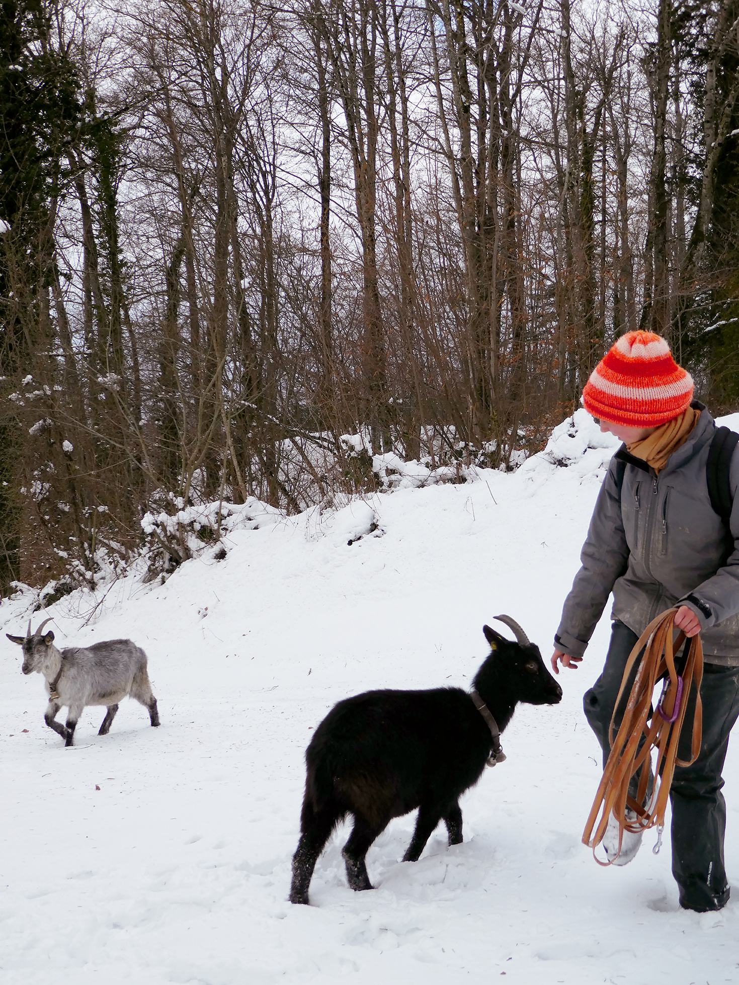 balader les chèvres !