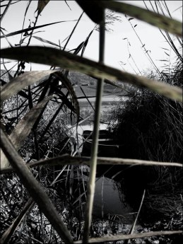 Barque dans les roseaux