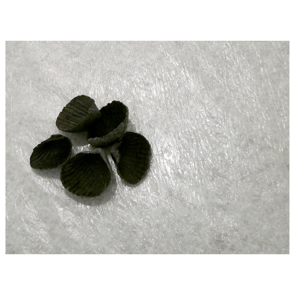 Installations cellulaires