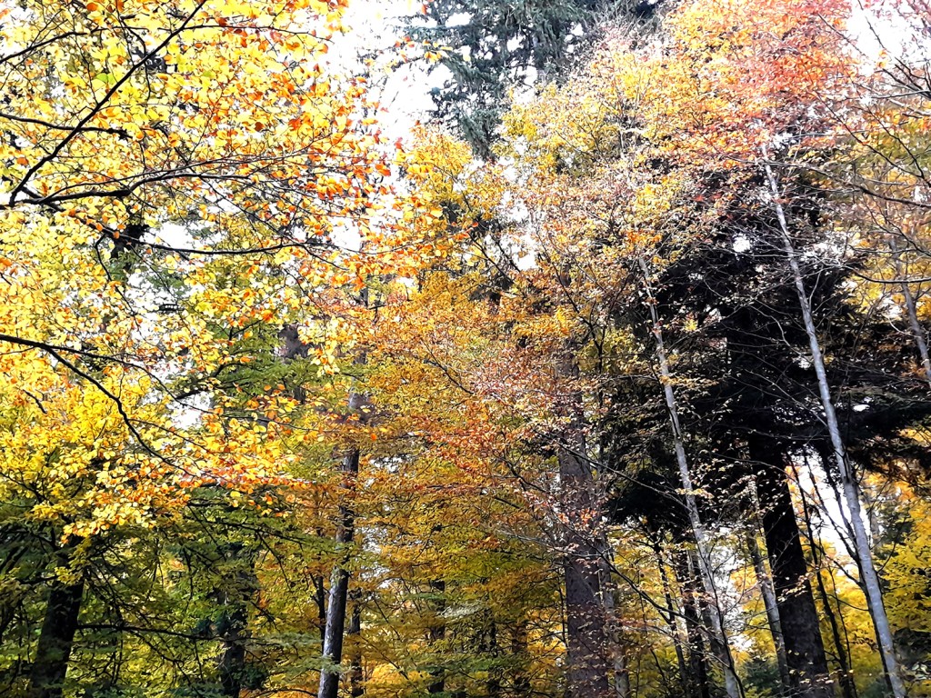 balades d&rsquo;automne